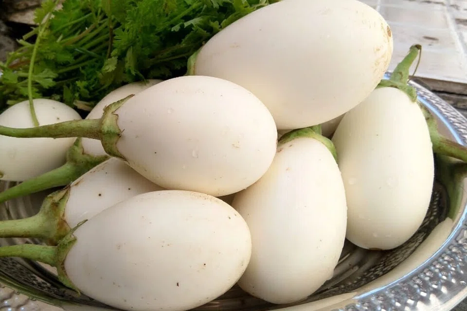 பல கடைகளில் வெள்ளைக் கத்திரிக்காய் கிடைக்கவில்லை.