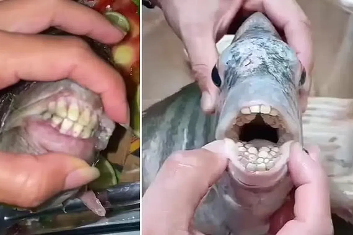 மீனுக்கு மனிதனைப் போன்ற பற்கள் இருந்ததால் அதிர்ச்சி