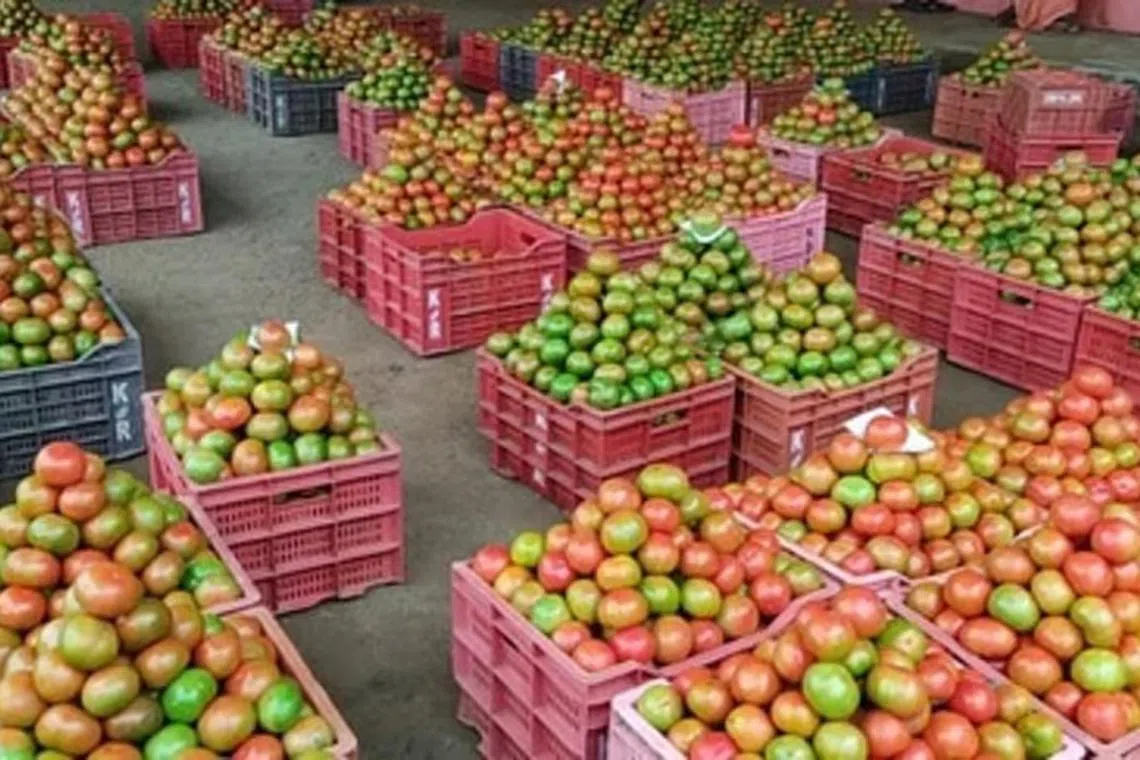 தக்காளி விலை வீழ்ச்சி: கிலோ ரூ.18க்கு விற்பனை