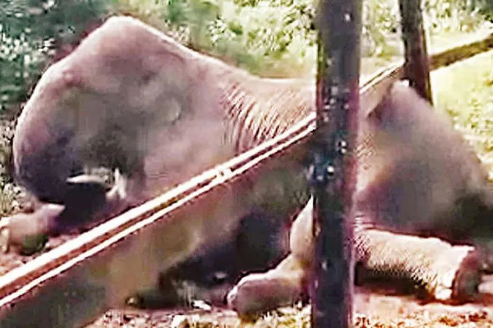 ரயில்வே இரும்புத் தடுப்பில் சிக்கிக்கொண்ட காட்டு யானை பாதுகாப்பாக மீட்கப்பட்டது.