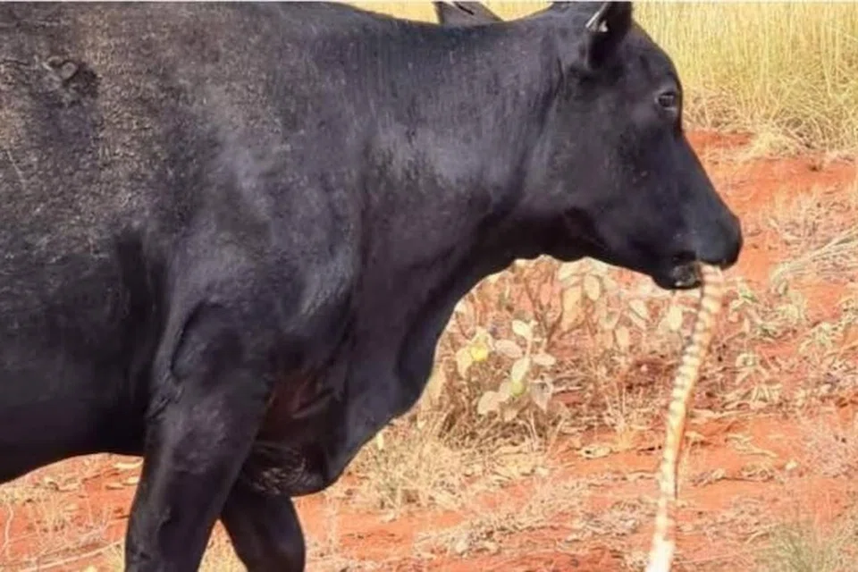 2020ஆம் ஆண்டு ஆஸ்திரேலியாவில் பாம்பைக் கடித்துத் தின்ற பசு.