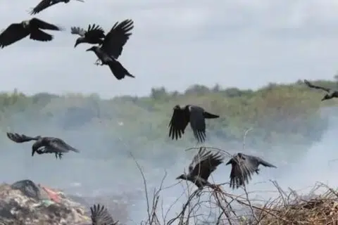 மர்மமான முறையில் உயிரிழக்கும் காகங்கள்.