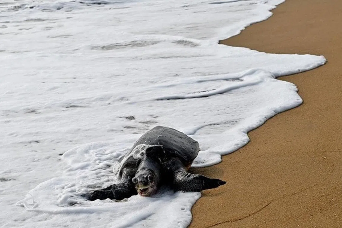 சென்னை கடற்கரைப் பகுதிகளில் இறந்து ஒதுங்கிய 500 ஆமைகள்: பசுமைத் தீர்ப்பாயம் விசாரணை