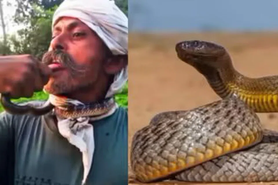 பாம்பைத் தன் கழுத்தில் போட்டுக்கொண்டு, அதனை முத்தமிட முயலும் ஜிதேந்தர் சிங்.