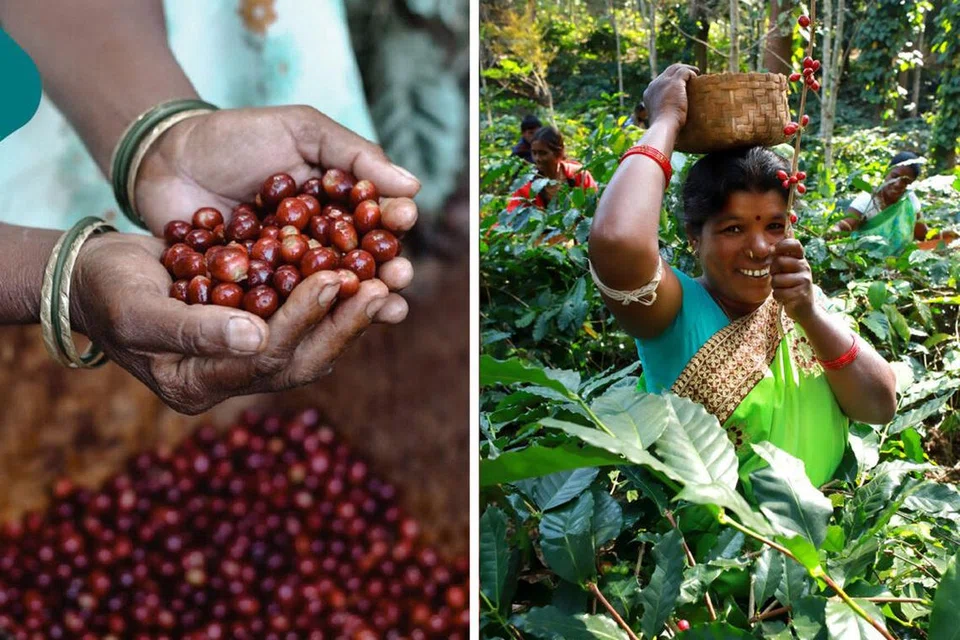 காப்பி விளைச்சலுக்குப் பெயர் பெற்ற கூர்க் பள்ளத்தாக்கு. நிழல் நிறைந்த காப்பித் தோட்டங்கள், பொருளியலுக்கு உதவுவதுடன், சுற்றுச்சூழல் சமநிலையைப் பாதுகாப்பதிலும் முக்கியப் பங்கு வகிக்கின்றன.