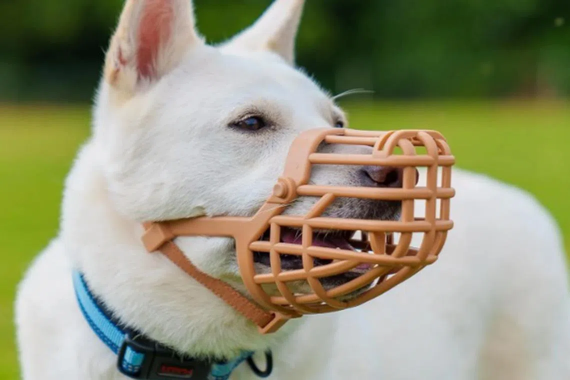 சென்னையில் வளர்ப்பு நாய்களுக்கு வாய்மூடி போட உத்தரவு