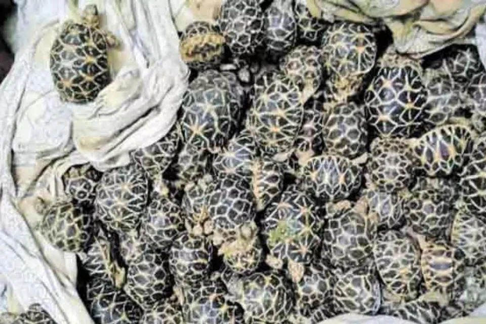 மலேசியாவிலிருந்து கொண்டுவரப்பட்ட 2,000 நட்சத்திர ஆமைகளைச் சென்னை விமான நிலைய அதிகாரிகள் பறிமுதல் செய்தனர்.