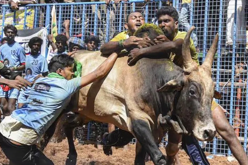 தமிழகம் முழுவதும் ஜல்லிக்கட்டு போட்டி நடைபெற்றது.