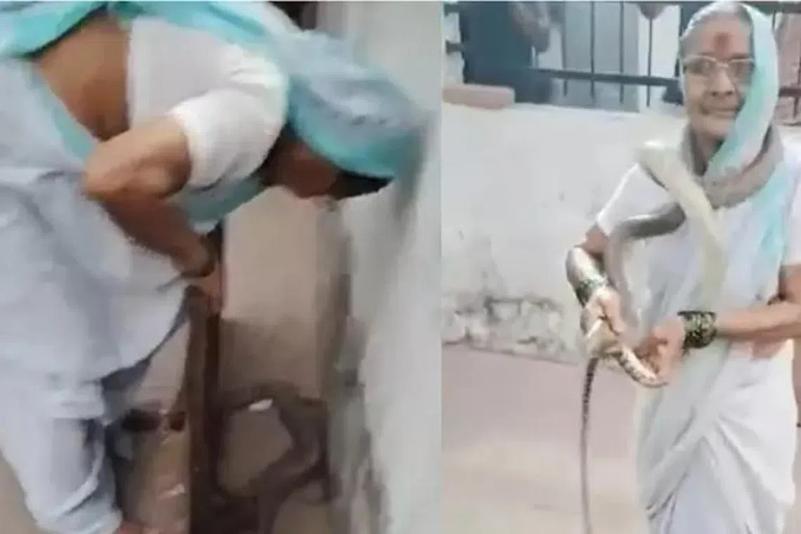 பாம்பைப் படைநடுங்க வைத்த பாட்டி