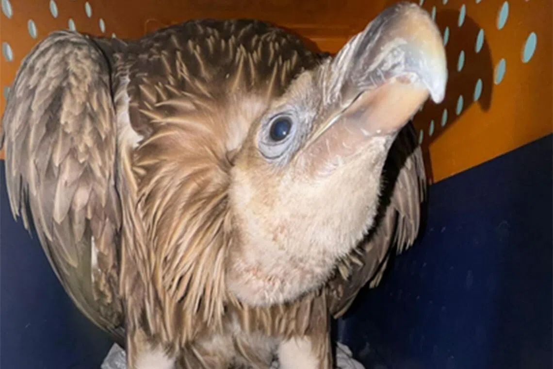 ஈஸ்ட் கோஸ்ட் பார்க்வேயில் மீட்கப்பட்ட இமயமலைக் கழுகு மாண்டது