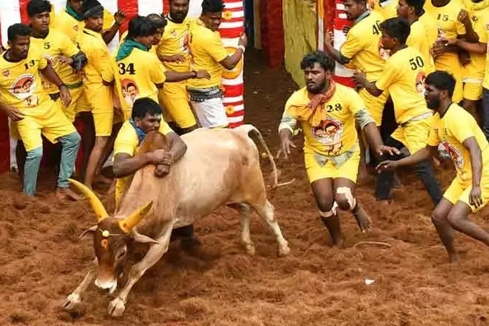 இந்த ஆண்டு அலங்காநல்லூரில் ஆயிரம் காளைகள் களமிறக்கப்பட்டன. அவற்றை அடக்குவதற்கு 750 மாடுபிடி வீரர்களும் களமிறங்கினர். 