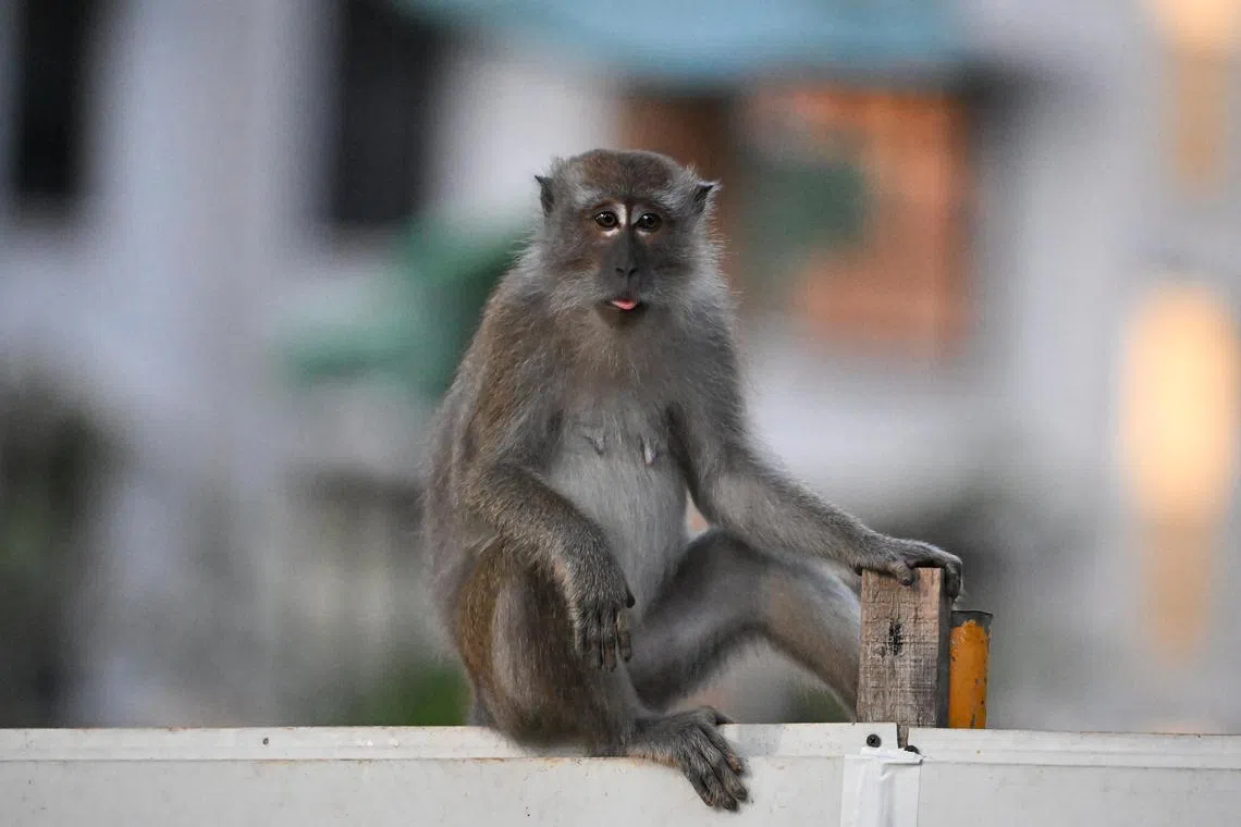 மலேசியாவில் ஒருவகை குரங்கால் மலேரியா அச்சுறுத்தல்