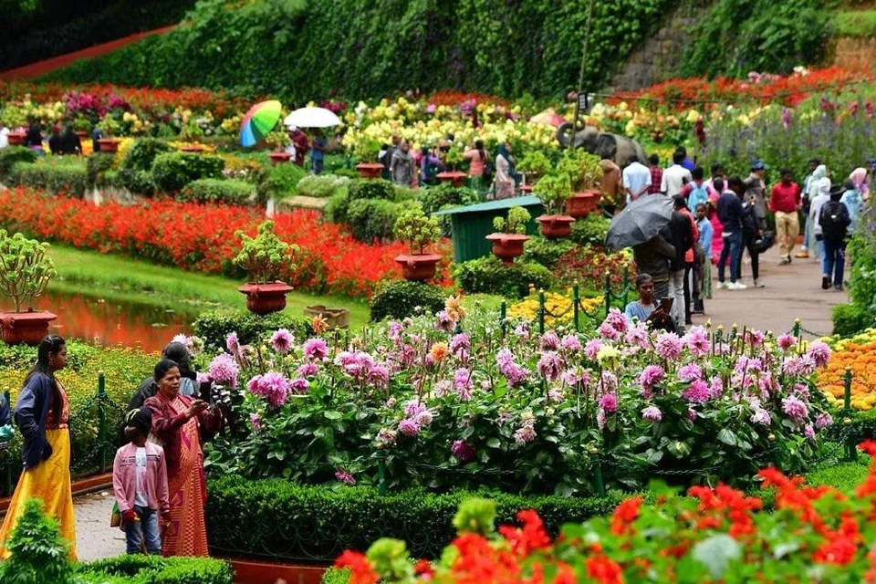 இந்த ஆண்டு கோடை காலத்திற்கு தயாராகியுள்ள மலர்க்காட்சிகள். இவை குளிர்ந்த காலநிலையை மையமாகக் கொண்டவை என்பதால் வெப்பநிலை உயர்வால் மலர்ச்செடிகள் வாடிவிடும் அபாயம் உள்ளது.