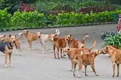 சென்னையில் பத்து இடங்களில் நாய்கள் இனக் கட்டுப்பாட்டு மையங்கள் செயல்பட்டு வருவதாக அரசு தெரிவித்துள்ளது.
