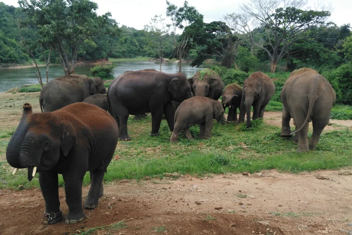 இந்தியாவில் 4 ஆயிரம் யானைகள் மாயம்: அதிர்ச்சி தகவல்