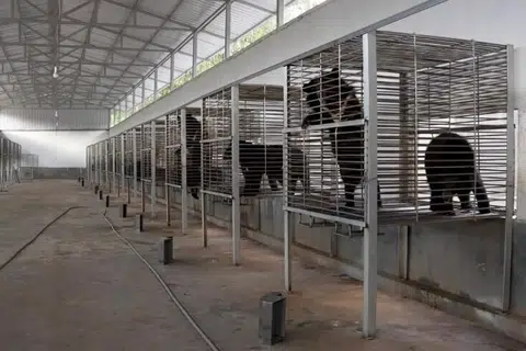 கரடிகள் வெளிநாட்டினருக்குச் சொந்தமான ஒரு பண்ணையிலிருந்து மீட்கப்பட்டன. அவை பல ஆண்டுகள் இரும்புக் கூண்டுகளில் அடைக்கப்பட்டிருந்ததாக அதிகாரிகள் கூறினர்.