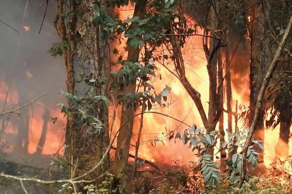 கொடைக்கானலை சுற்றி ஏராளமான வனப்பகுதிகளும் பயன்படுத்தப்படாத நிலங்களும் உள்ளன.