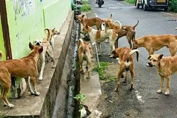 ஒரே ஆண்டில் 6.50 லட்சம் பேர் நாய்க்கடிக்கு ஆளானதாக தமிழகக் கால்நடைத்துறை தெரிவித்துள்ளது. 