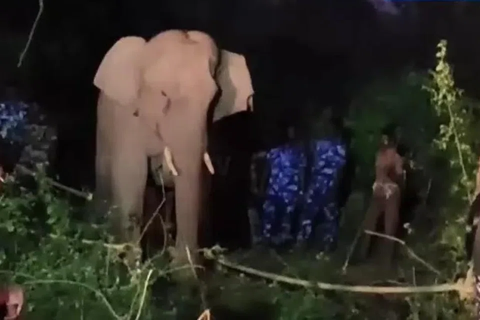 பிடிபட்ட ‘புல்லட்’ யானை. 