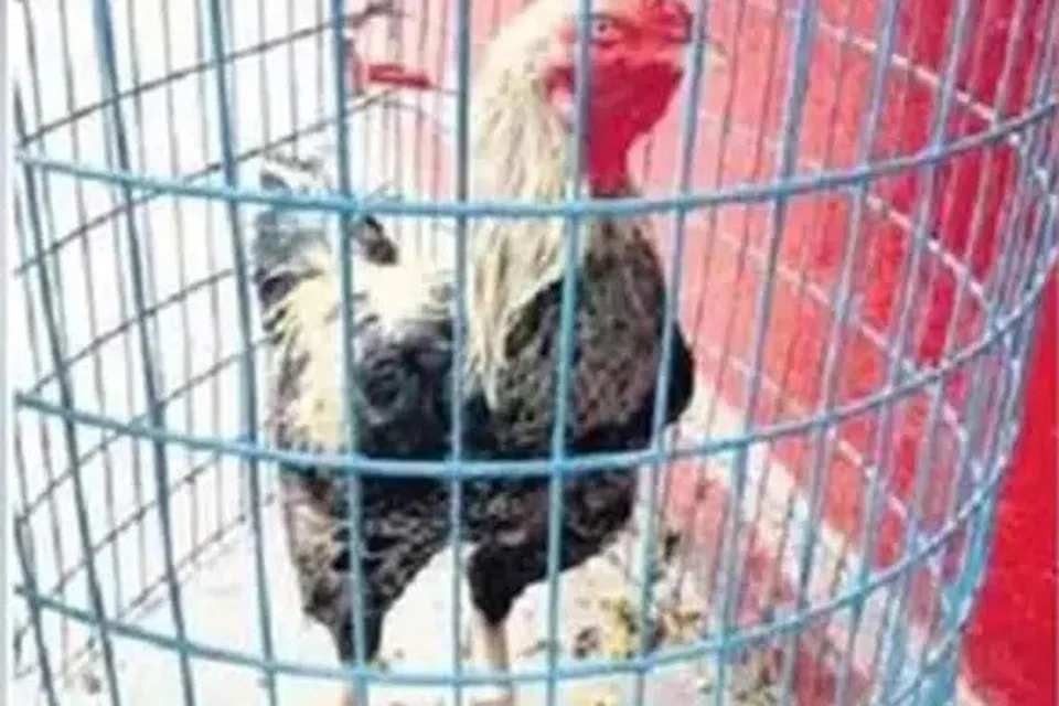 பேருந்தில் இருந்து மீட்கப்பட்ட சண்டை சேவல். 