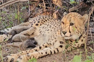 ஐந்து குட்டிகளை ஈன்ற சிறுத்தை; உலகளாவிய பல்லுயிர் பாதுகாப்பில் சாதனை