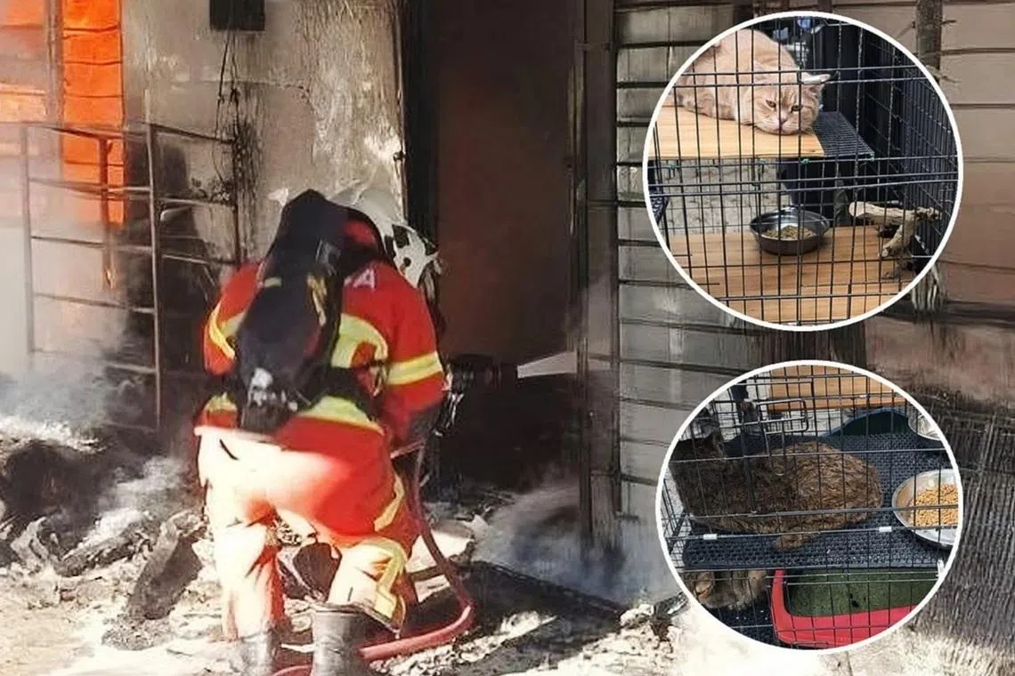 லங்காவி தீ விபத்தில் 27 பூனைகள் பலி, மருத்துவமனையில் ஆடவர் 