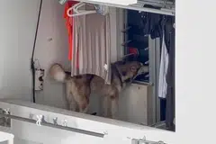 நாயின் உரிமையாளருடன் தொடர்பில் இருப்பதாகவும் சம்பவம் குறித்து விசாரணை நடைபெறுவதாகவும் தேசியப் பூங்காக் கழகம் கூறியது.