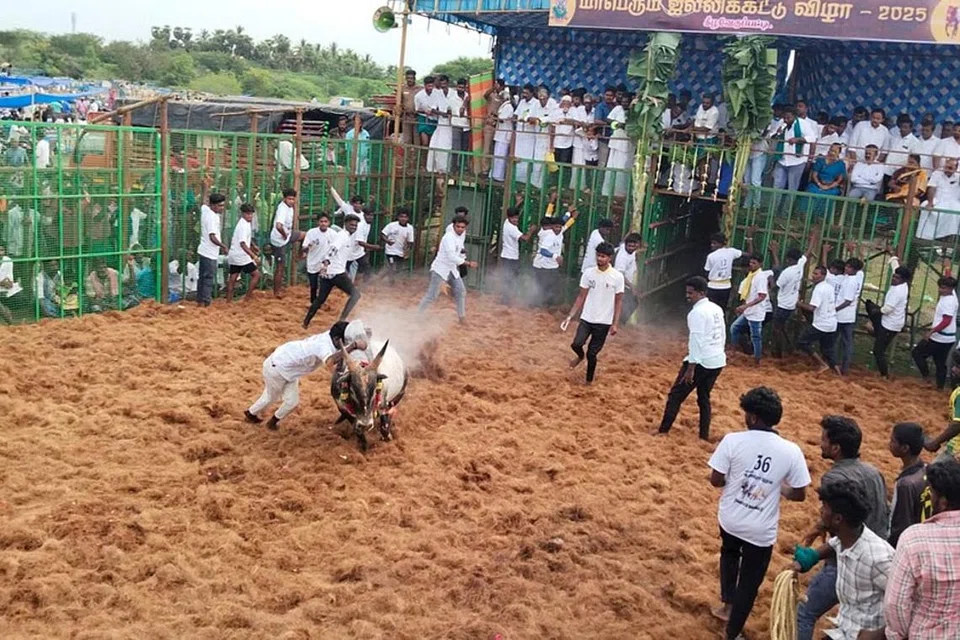 பொன்னமராவதி அருகேயுள்ள கீழவேகுப்பட்டியில் சனிக்கிழமை நடந்த ஜல்லிக்கட்டுப் போட்டியில் ஒரு காளையை பலர் அடக்காமல் ஒருவர் மட்டுமே வீரத்தைக் காட்டுகிறார்.