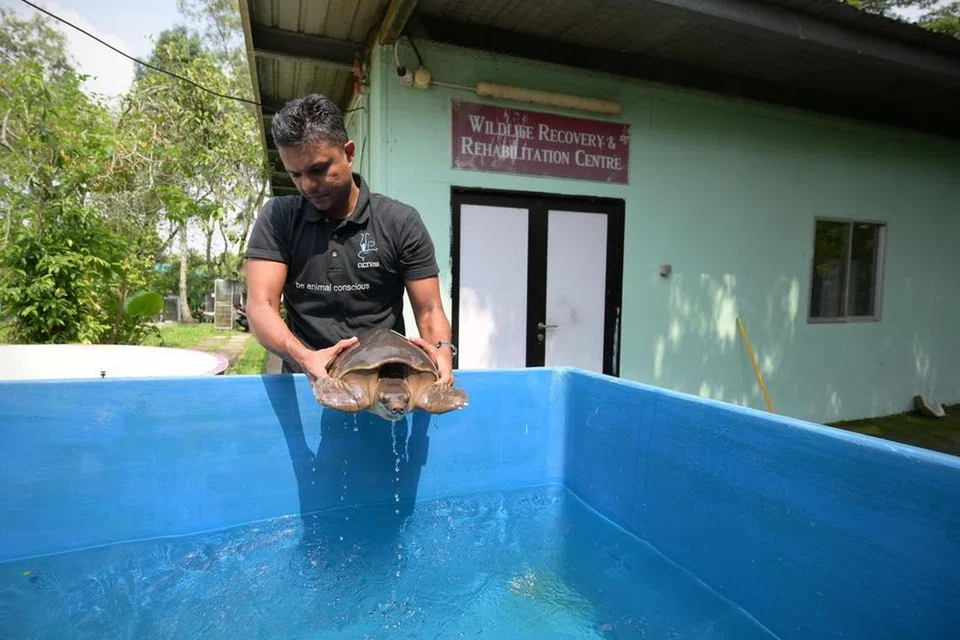 ஏக்கர்ஸ் அமைப்பின் தலைமை நிர்வாக அதிகாரி கலைவாணன் பாலகிருஷ்ணன், சுங்கை தெங்காவில் உள்ள தனது வளாகத்தில் வைக்கப்பட்டுள்ள பன்றி மூக்கு ஆமையை ஏந்தி நிற்கிறார்.