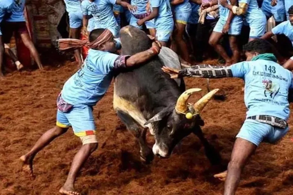 அவனியாபுரம், பாலமேடு மற்றும் அலங்காநல்லூர் ஜல்லிக்கட்டுப் போட்டிகள் பார்வையாளர்களை மிகவும் கவர்ந்த போட்டிகளாக கருதப்படுகின்றன. 