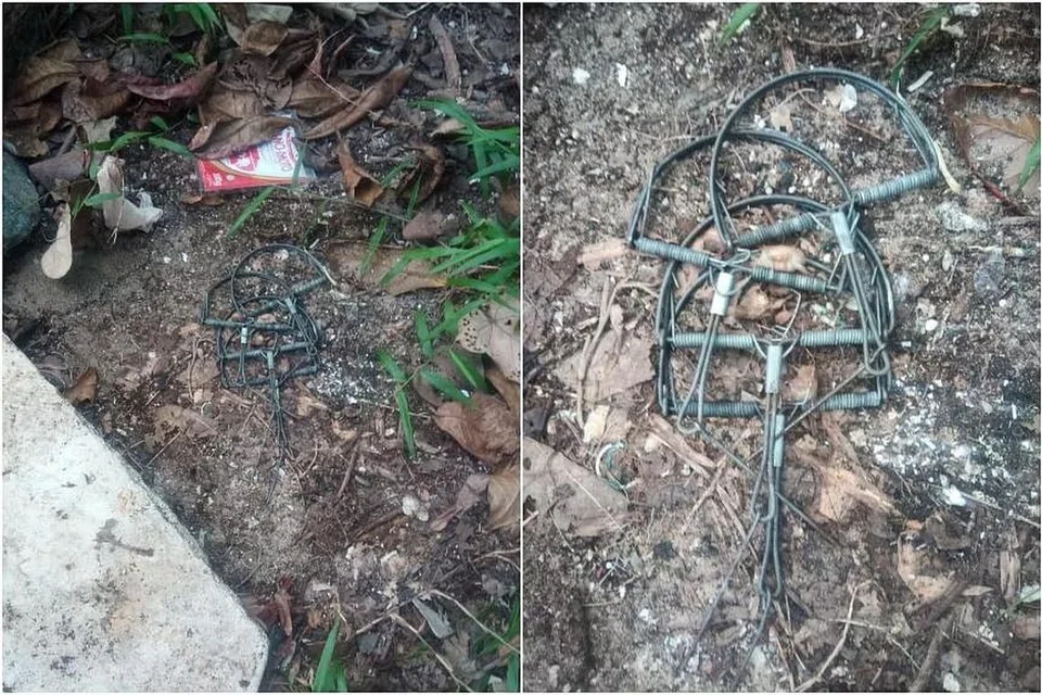 வனவிலங்குகளைப் பிடிக்கப் பயன்படும் பொறிகள், பாசிர் ரிஸ் பூங்காவில்  பாறைக்கு அடியில் காணப்பட்டதாக ஃபேஸ்புக் பயனர் சோனாஸ் கொர்பி தனது பதிவில் குறிப்பிட்டிருந்தார்.