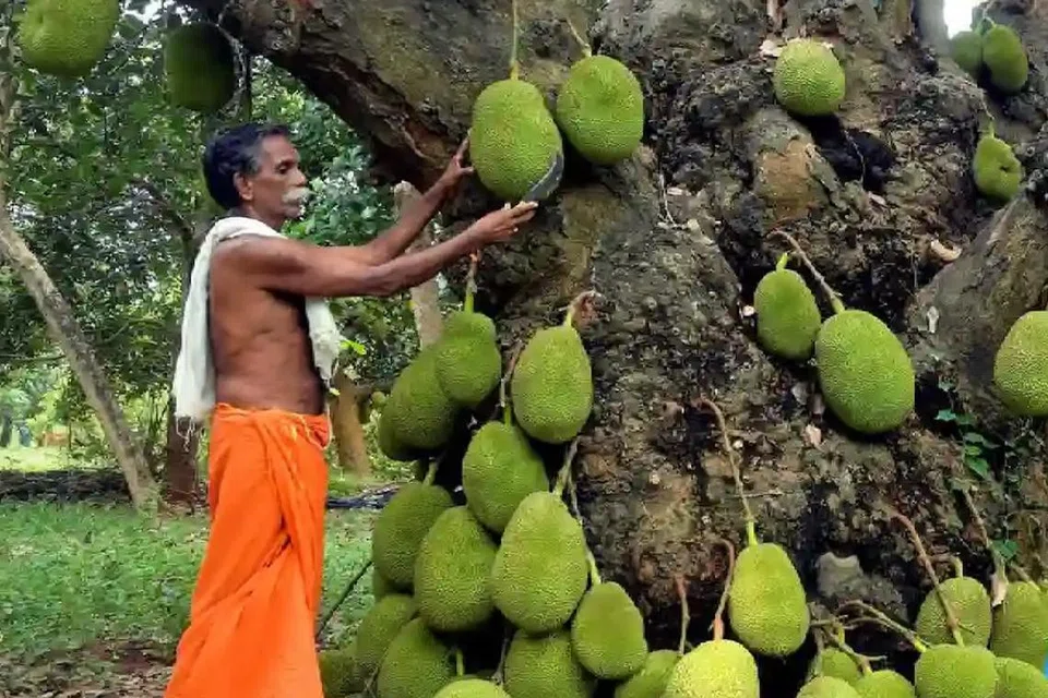 பண்ருட்டி பலாப்பழத்துக்கும் புவிசார் குறியீட்டுக்கான அங்கீகாரம் வழங்கப்பட்டுள்ளது. 