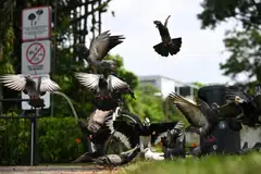 புறாக்களுக்கு உணவளிக்கப்பட்ட 50 சம்பவங்களில் தேசிய பூங்காக் கழகம் அமலாக்க நடவடிக்கை எடுத்துள்ளது.