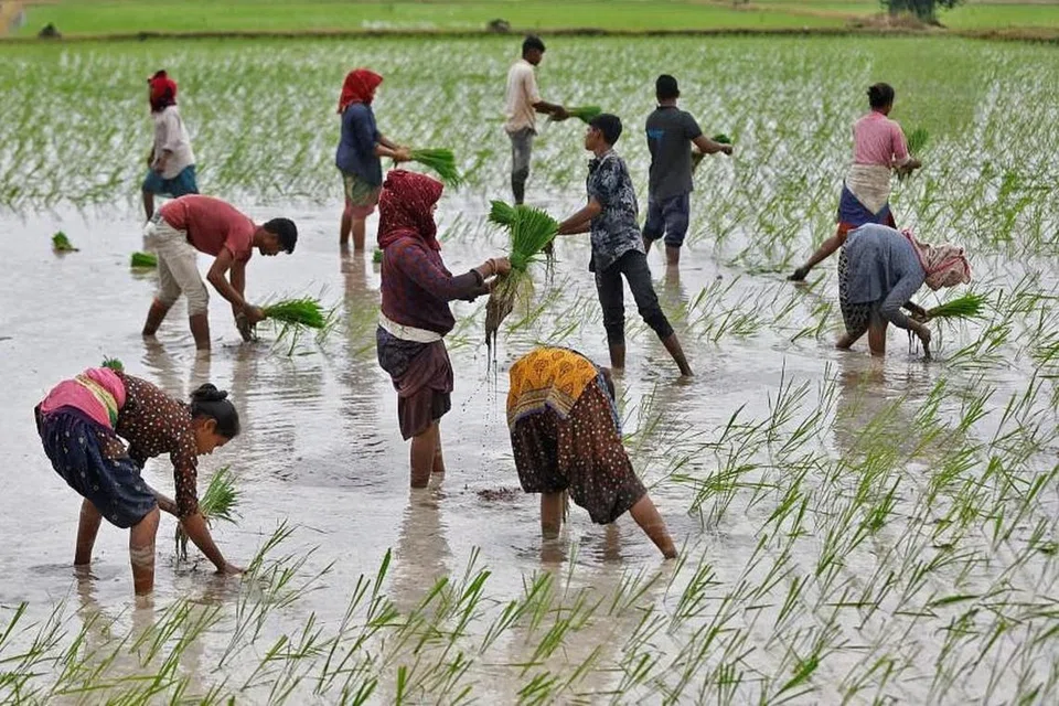 இந்தியாவில் நெல் சாகுபடி தீவிரமடைந்து வருகிறது. இதனால் அரிசி உற்பத்தி தொடர்பில் நிலவி வரும் கவலை அகலும் என்று நம்பப்படுகிறது.