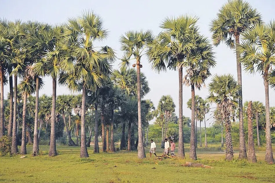 தமிழ்நாடு: பனைமரம் வெட்ட மாவட்ட ஆட்சியர் அனுமதி கட்டாயம்