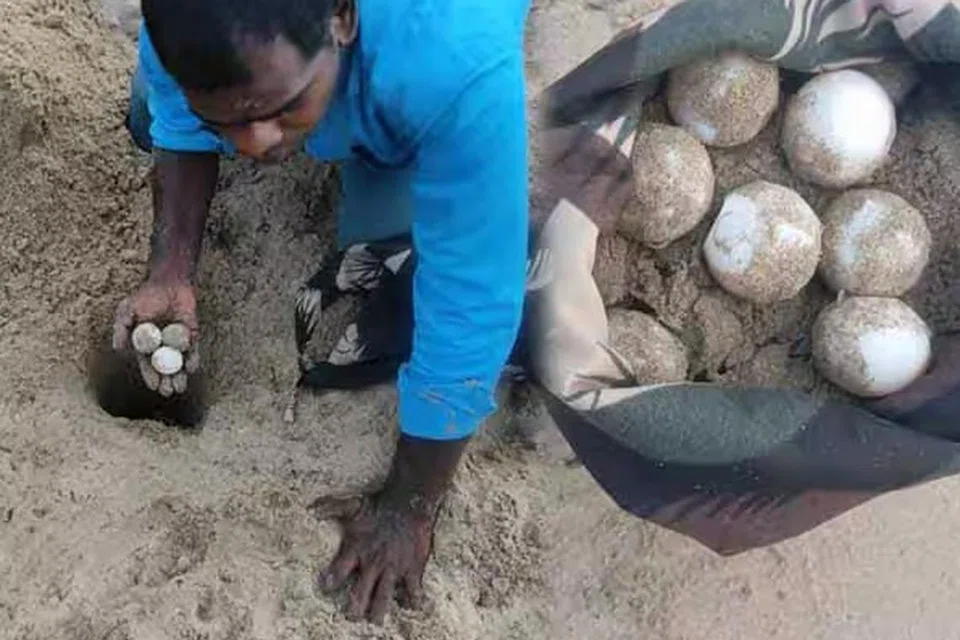 ஆமை முட்டைகளைச் சேகரிக்கும் அதிகாரி.