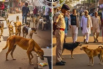 மனிதர்களைத் துரத்தித் தாக்கிக் கடிக்கும் தெருநாய்கள் உடனடியாகச் சிறை பிடிக்கப்பட்டு, காப்பகத்தில் அடைக்கப்பட்டு, வாழ்நாள் முழுமைக்கும் வெளியே விடப்படாது.
