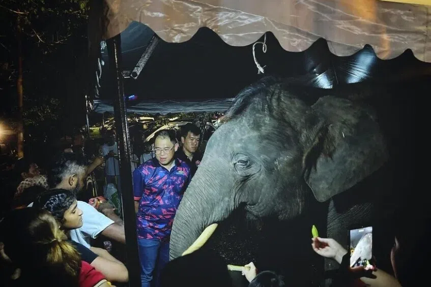 மனிதர்-யானை மோதலைத் தடுக்க ஜோகூர் நடவடிக்கை