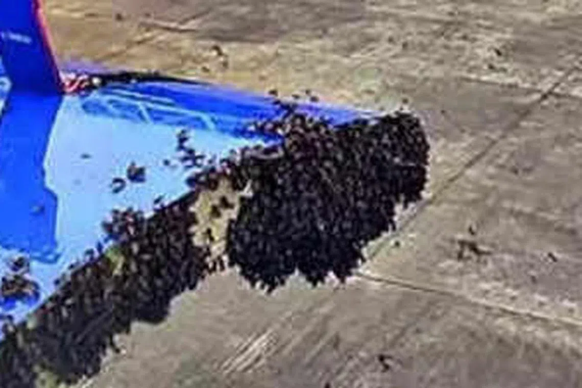 தேனீக்கள் தொல்லையால் இண்டிகோ விமானம் ஒருமணி நேரம் தாமதம்