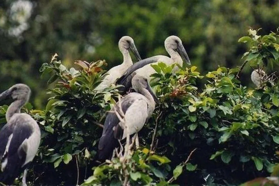 வடமுகம் வெள்ளோடு சரணாலயத்தில் பறவைகள்.