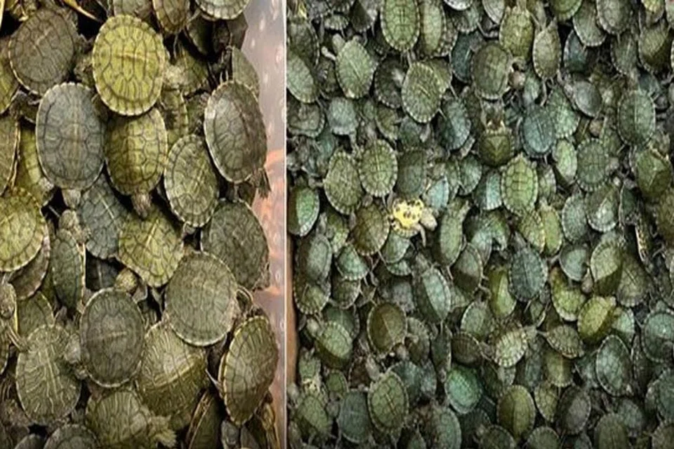 கடத்தி வரப்பட்ட சிவப்புக் காது அலங்கார நீர் ஆமைகள்.