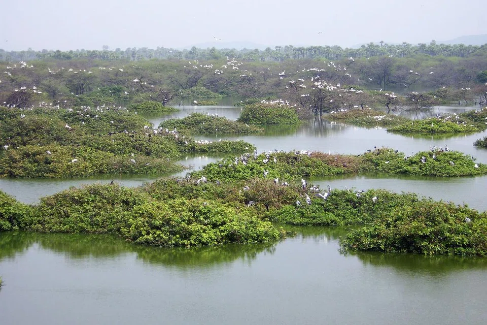 வேடந்தாங்கல் ஏரி.