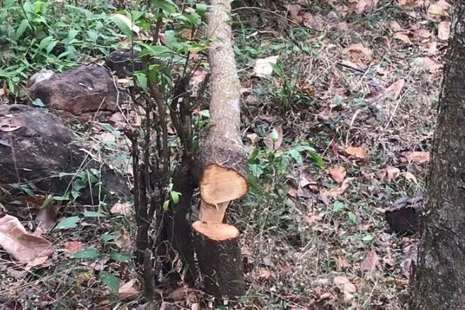கேரளாவில் சந்தன மரங்களை வெட்டி, விற்பனை செய்ய தனியாருக்கு அனுமதி 