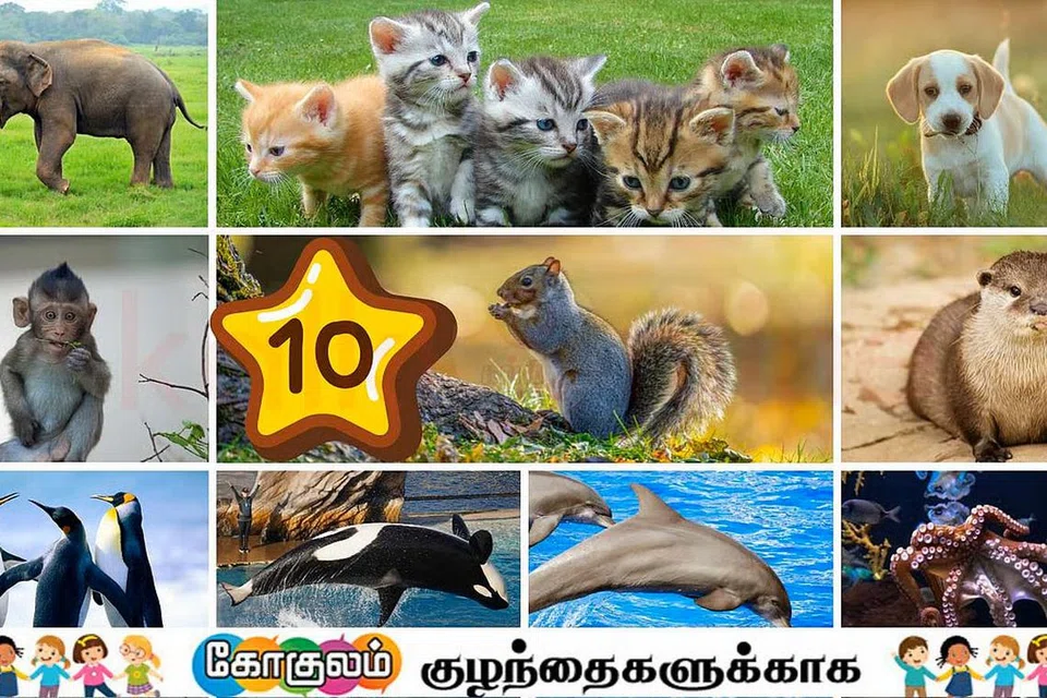 புத்திசாலியான விலங்குகள்.