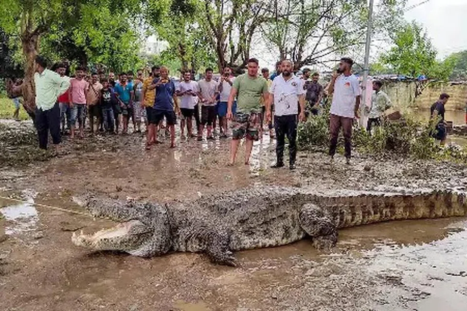 ஜூன் மாதம், நான்கு முதலைகள் மீட்கப்பட்டு மீண்டும் ஆற்றில் விடப்பட்டன.