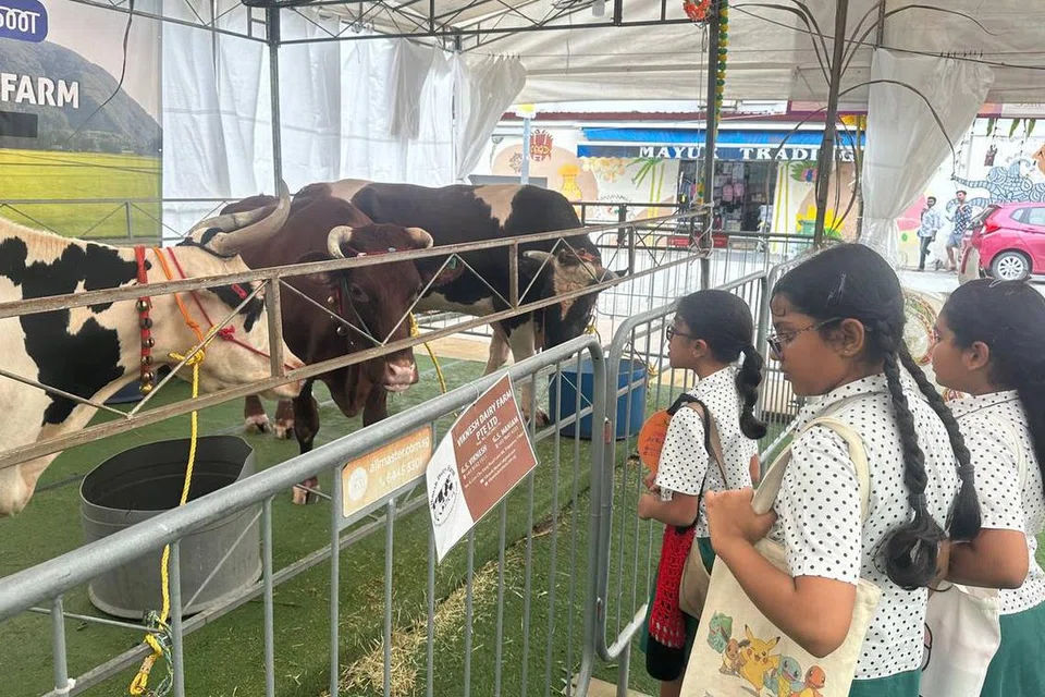 மாடுகளை வேடிக்கைப் பார்க்கிறார்கள் மாணவர்கள்.