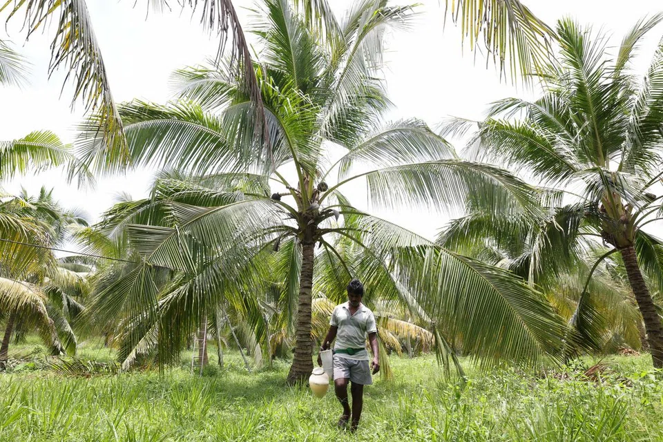 மலாக்காவில் இருக்கும் பனை மரத் தோட்டம்.