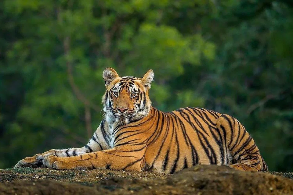 புலிகளும் சிறுத்தையும் பறவைக் காய்ச்சலால் இறந்திருக்கலாம் எனச் சொல்லப்படுகிறது.