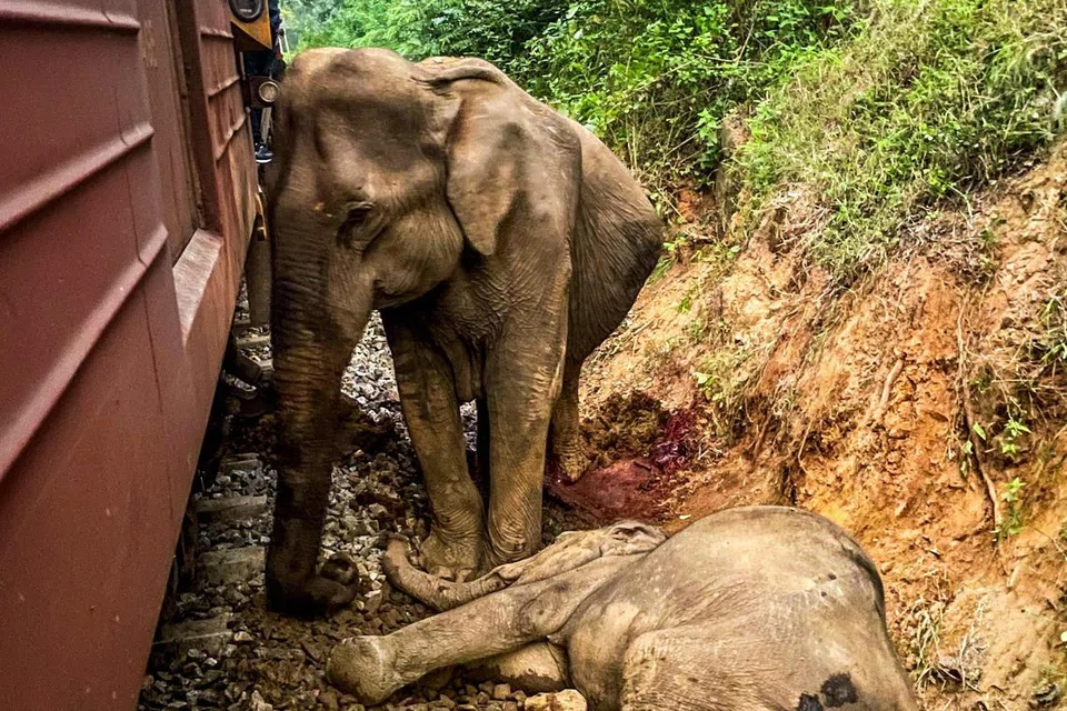 விபத்துக்குப் பிறகு காயமடைந்த யானைக் கன்றுக்குக் காவலாக இன்னொரு யானை தண்டவாளத்துக்கு அருகில் நின்றுகொண்டிருந்ததைக் காட்டும் காணொளி இணையத்தில் வலம் வந்தது. காயமடைந்த யானைக் கன்றுக்கு ஆதரவாகவும் ஆறுதல் வழங்கும் வகையிலும் அந்த இன்னொரு யானை அதன் தும்பிக்கையைத் தனது தும்பிக்கையால் பற்றிக்கொண்டதைக் காட்டும் காட்சி பார்ப்போர் மனதை நெகிழ வைத்தது.