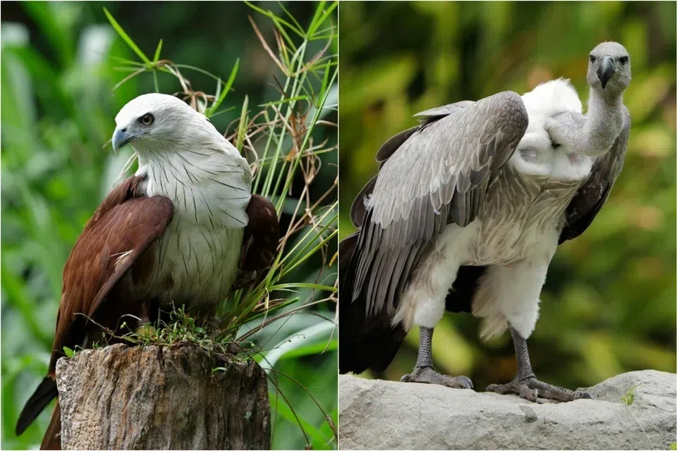 சில மண்டாய் பறவைகளுக்குத் தடுப்பூசி போடப்படும்